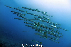 Yellowfin Barracudas in the strong current of "Big Fish C... by Andre Philip 